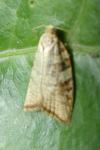 Aleimma loeflingiana