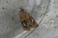 Olethreutes arcuella