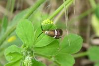 Adela australis