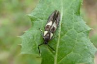 Dasycera oliviella