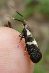 Dasycera oliviella