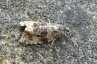 Orthotaenia undulana