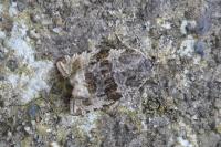 Orthotaenia undulana