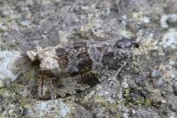 Orthotaenia undulana