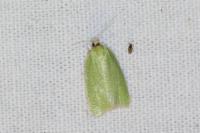 Tortrix viridana