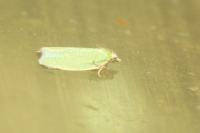 Tortrix viridana