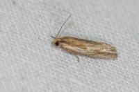 Eucosma