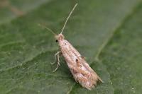 Bucculatrix bechsteinella