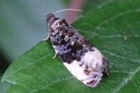 Hedya pruniana