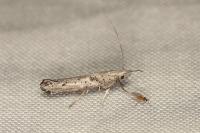 Paradoxus osyridellus