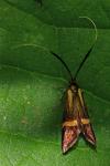 Nemophora degeerella