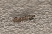 Tinagma ocnerostomella