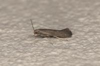 Tinagma ocnerostomella