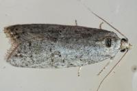 Cnephasia