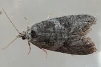 Cnephasia