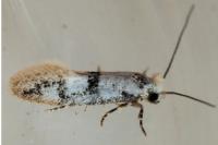 Infurcitinea