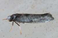 Paraswammerdamia