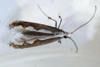 Dialectica scalariella