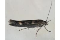 Scythris