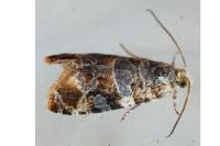 Lobesia botrana