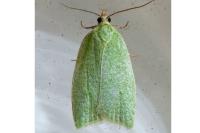 Tortrix viridana
