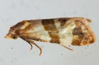 Phalonidia contractana
