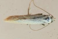 Coleophora