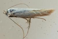 Coleophora