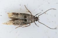 Sorhagenia