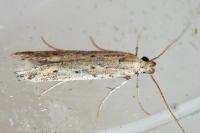 Metzneria