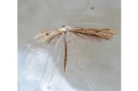 Emmelina monodactyla