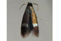 Stigmella