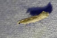 Plutella xylostella