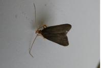 Eurodachtha pallicornella