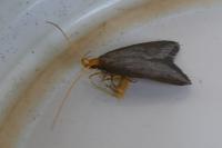 Eurodachtha pallicornella