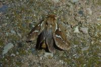 Korscheltellus lupulinus
