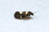 Lampronia luzella