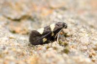 Lampronia luzella