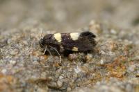 Lampronia luzella