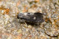 Phaulernis dentella