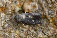 Phaulernis dentella