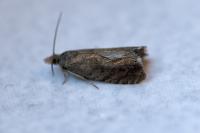Dichrorampha aeratana