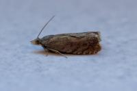 Dichrorampha aeratana