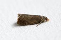 Dichrorampha aeratana
