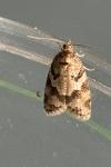 Cnephasia stephensiana