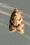 Cnephasia stephensiana