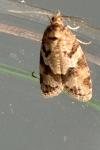 Cnephasia stephensiana