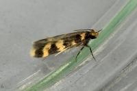 Oegoconia