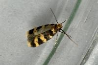 Oegoconia