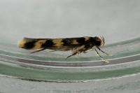 Oegoconia
